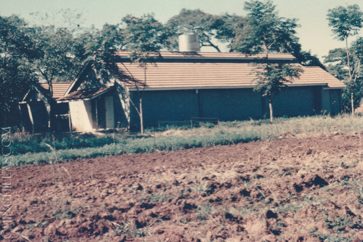 gillingham violet chinchilla birthplace salisbury rhodesia zimbabwe